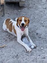 ANTEL, Hund, Mischlingshund in Griechenland - Bild 1