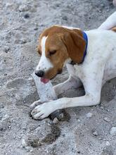 ANTEL, Hund, Mischlingshund in Griechenland - Bild 2