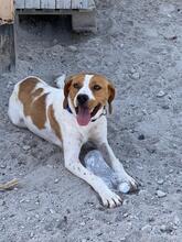 ANTEL, Hund, Mischlingshund in Griechenland - Bild 3
