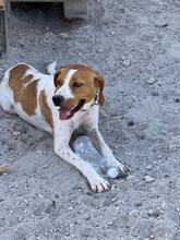 ANTEL, Hund, Mischlingshund in Griechenland - Bild 4