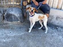 ANTEL, Hund, Mischlingshund in Griechenland - Bild 5