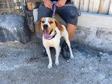 ANTEL, Hund, Mischlingshund in Griechenland - Bild 6