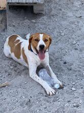 ANTEL, Hund, Mischlingshund in Griechenland - Bild 7