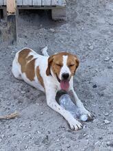 ANTEL, Hund, Mischlingshund in Griechenland - Bild 8
