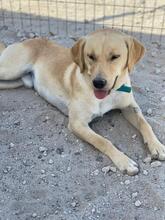 PABLO, Hund, Mischlingshund in Griechenland - Bild 1