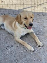 PABLO, Hund, Mischlingshund in Griechenland - Bild 2