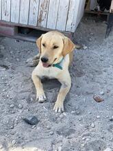 PABLO, Hund, Mischlingshund in Griechenland - Bild 3