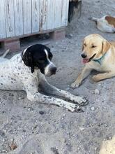 PABLO, Hund, Mischlingshund in Griechenland - Bild 4