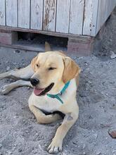 PABLO, Hund, Mischlingshund in Griechenland - Bild 6