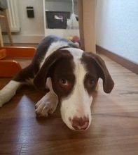 Tierheim-Hunde im Inland suchen und finden