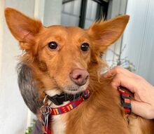 ZARA, Hund, Podenco-Mix in Moers - Bild 6