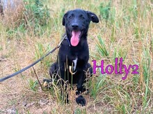 HOLLY2, Hund, Mischlingshund in Russische Föderation - Bild 1