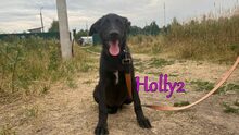 HOLLY2, Hund, Mischlingshund in Russische Föderation - Bild 4