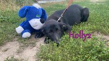 HOLLY2, Hund, Mischlingshund in Russische Föderation - Bild 7