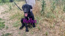 HOLLY2, Hund, Mischlingshund in Russische Föderation - Bild 8