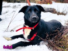 SALLY3, Hund, Mischlingshund in Russische Föderation - Bild 1