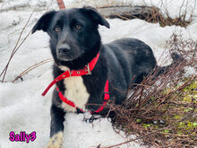SALLY3, Hund, Mischlingshund in Russische Föderation - Bild 10