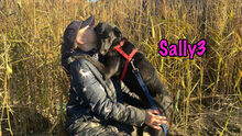 SALLY3, Hund, Mischlingshund in Russische Föderation - Bild 15