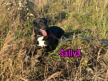 SALLY3, Hund, Mischlingshund in Russische Föderation - Bild 17