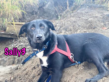 SALLY3, Hund, Mischlingshund in Russische Föderation - Bild 19