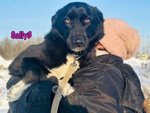 SALLY3, Hund, Mischlingshund in Russische Föderation - Bild 2