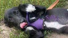 SALLY3, Hund, Mischlingshund in Russische Föderation - Bild 24