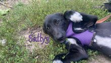 SALLY3, Hund, Mischlingshund in Russische Föderation - Bild 26