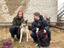 SALLY3, Hund, Mischlingshund in Russische Föderation - Bild 5