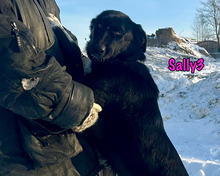 SALLY3, Hund, Mischlingshund in Russische Föderation - Bild 6