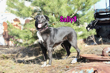 SALLY3, Hund, Mischlingshund in Russische Föderation - Bild 7