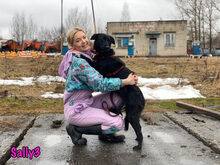 SALLY3, Hund, Mischlingshund in Russische Föderation - Bild 8