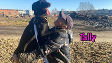 TALLY, Hund, Mischlingshund in Russische Föderation - Bild 1