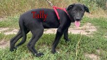 TALLY, Hund, Mischlingshund in Russische Föderation - Bild 10