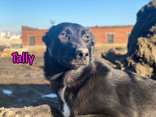 TALLY, Hund, Mischlingshund in Russische Föderation - Bild 2