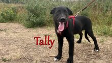 TALLY, Hund, Mischlingshund in Russische Föderation - Bild 3