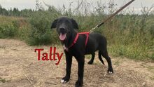TALLY, Hund, Mischlingshund in Russische Föderation - Bild 5