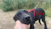 TALLY, Hund, Mischlingshund in Russische Föderation - Bild 7