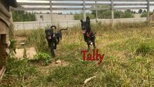 TALLY, Hund, Mischlingshund in Russische Föderation - Bild 8