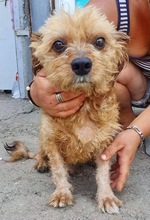 CHICO, Hund, Mischlingshund in Rumänien - Bild 1