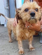 CHICO, Hund, Mischlingshund in Rumänien - Bild 10