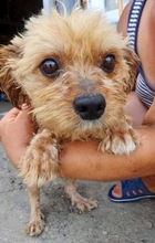 CHICO, Hund, Mischlingshund in Rumänien - Bild 16