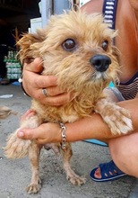 CHICO, Hund, Mischlingshund in Rumänien - Bild 9