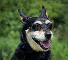 HERRDONKO, Hund, Mischlingshund in Slowakische Republik - Bild 1