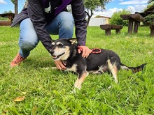 HERRDONKO, Hund, Mischlingshund in Slowakische Republik - Bild 3