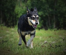 HERRDONKO, Hund, Mischlingshund in Slowakische Republik - Bild 4