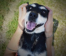 HERRDONKO, Hund, Mischlingshund in Slowakische Republik - Bild 9