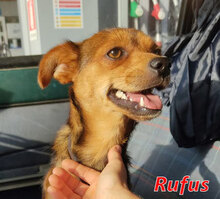RUFUS, Hund, Mischlingshund in Italien - Bild 1
