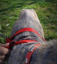 SAKI, Hund, Mischlingshund in Slowakische Republik - Bild 10