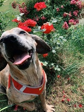 SAKI, Hund, Mischlingshund in Slowakische Republik - Bild 16