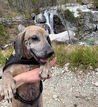 SAKI, Hund, Mischlingshund in Slowakische Republik - Bild 18